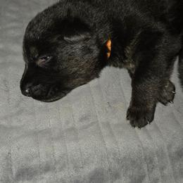 Girl 2 - Black female German Shepherd puppy in Grimesland, North Carolina from Von Stancill German Shepherds