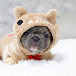 Chihuahua and French Bulldog Puppies from Destiny Chihuahuas