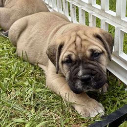 Girl 6 - Fawn female Bullmastiff puppy in Otisfield, Maine from Boulder Ridge Kennels