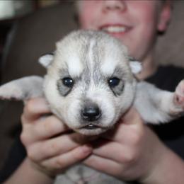 Creed - Gray and white male Siberian Husky puppy in Le Sueur, Minnesota from Tevana Siberians LLC