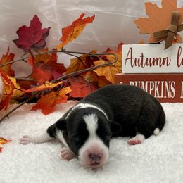 Boogi - Black and white male Cardigan Welsh Corgi puppy in Crystal River, Florida from Coopers Korner