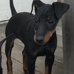 Manchester Terrier Puppies from Levendi