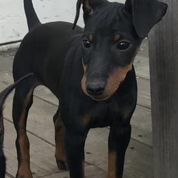 Manchester Terrier Puppies from Levendi