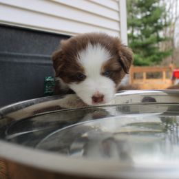 Australian Shepherd Puppies from Starlit Grove Australian Shepherds