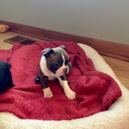 Boston Terrier All Grown Up from Smith Sister Kennels