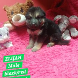 Elijah Green Collar - Black and red male German Shepherd puppy in Bedias, Texas from TiPi S Ranch's German Shepherds
