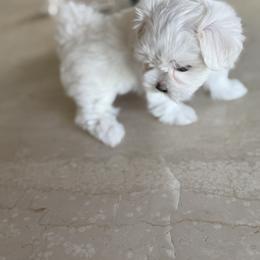 Yoe - White male Maltese puppy in Hernando Beach, Florida from minipupps