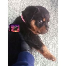 Rottweiler Puppies from Sunset State Rotts
