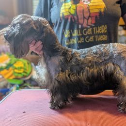 Cesky Terrier Puppies from Energizer Ceskys