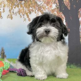 Danny - Black and white male Havanese puppy in Apopka, Florida from Dunhill Havanese
