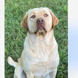 Marley - Labrador Retriever