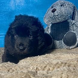 Falcon - Black male Shiloh Shepherd puppy in Griffin, Georgia from Orchard Hills Shilohs