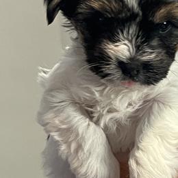 Biewer Terrier and Yorkshire Terrier Puppies from Judy McCallum