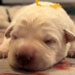Girl 1 - White female German Shepherd puppy in Valley Springs, South Dakota from Von Pasch German Shepherds
