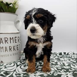 Petunia - Tri-color female Bernedoodle puppy in Granton, Wisconsin from Rose River Farms