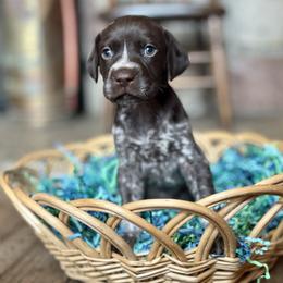 Airedale Terrier and German Shorthaired Pointer Puppies from Aim High Airedales & German Shorthaired Pointers