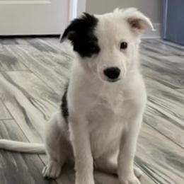 Border Collie Puppies from Cahill’s Canines