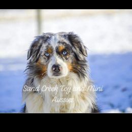 Dodge - Miniature Australian Shepherd