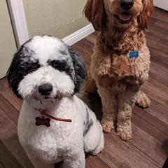 Double Doodles from Ramazzini Doodles