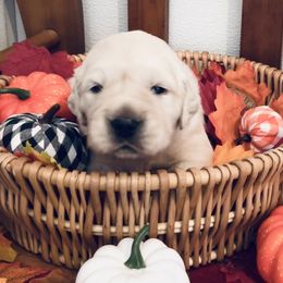 Red - Light golden Golden Retriever puppy in Linden, Michigan from High Society Farm