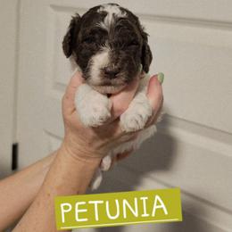 Petunia,  Mint green collar - Brown female Cockapoo puppy in Pell City, Alabama from FurEver Young Kennels