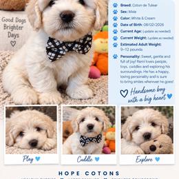 Remi - White male Coton de Tulear puppy in Freeport, Texas from H❤️PE COTONS