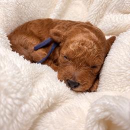 Pumpkin - Red male Cockapoo puppy in Ellaville Ga, Georgia from Lakeside Cockapoos