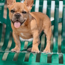 Robin - French Bulldog puppy in Utah from HM Kennels