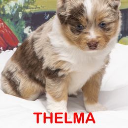 Toy Australian Shepherd Puppies from D'arbonne Aussie
