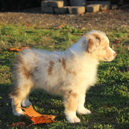 Australian Shepherd Puppies from Blossom Hill Aussies