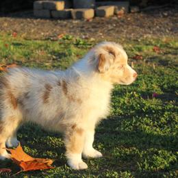 Australian Shepherd Puppies from Blossom Hill Aussies