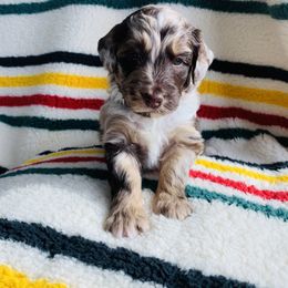 Aussiedoodle and Australian Shepherd Puppies from Homestead Aussies & Doodles