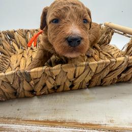 Rain - Apricot female Goldendoodle puppy in Sunman, Indiana from Brunsman Country Doodles LLC