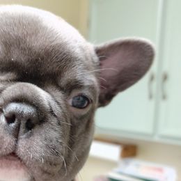 Lady Astor - French Bulldog puppy in Stevensville, Montana from Stevi Frenchies