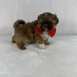Mack - Liver male Shih Tzu puppy in Columbia, Kentucky from Lisa Bandy Shih Tzu
