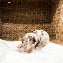 Ruby - Red merle female Australian Shepherd puppy in Unionville, Iowa from Soap Creek Kennels