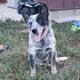 Rip - Australian Cattle Dog