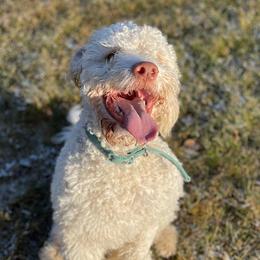 Kolbe - Lagotto Romagnolo