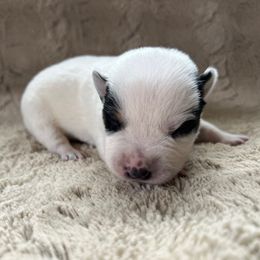 Boy 1 - Blue male Australian Cattle Dog puppy in Irvington, Kentucky from Dry Valley’s Australian Cattle Dogs
