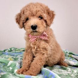 Tilly - Apricot female Goldendoodle puppy in Temecula, California from Oodles O'Doodles