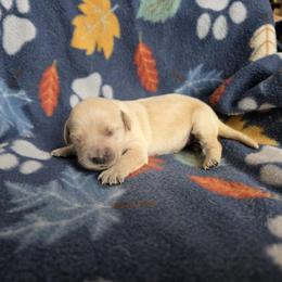 Tilly - Golden female Golden Retriever puppy in Menasha, Wisconsin from Kreger's K9s