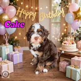 Cake - Tri-color female Bernedoodle puppy in Banner Elk, North Carolina from Walnut Tree Bernedoodles