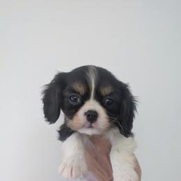 Lacey - Tri-color female Cavalier King Charles Spaniel puppy in Stevens, Pennsylvania from Jodi's Cavalier King Charles Spaniels and Cavapoos