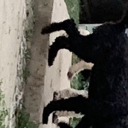 Princess - Goldendoodle