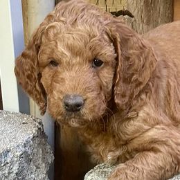 Goldendoodles from Mountainview Mini Doodles