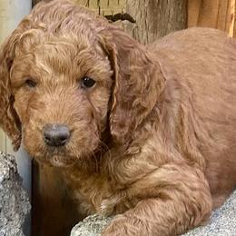 Goldendoodles from Mountainview Mini Doodles
