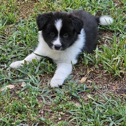 Midge - Black and white female Border Collie puppy in Wildwood, Florida from Isle Breez Border Collies