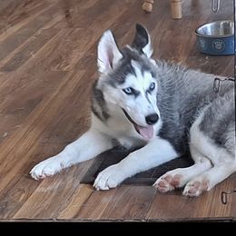 Lucy - Black and white Siberian Husky puppy in Des Moines, Iowa from Husky Ranch