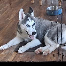 Lucy - Black and white Siberian Husky puppy in Des Moines, Iowa from Husky Ranch