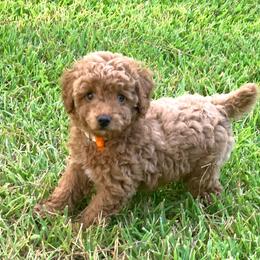 Linus - Red  male Poodle puppy in Nacogdoches, Texas from BA Mini Poodles